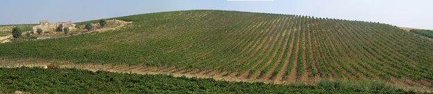 Fondo Antico vyd